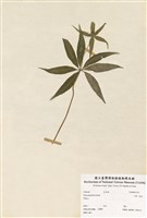 藏品(七葉一枝花)的圖片